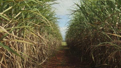 Sem parar nesta época, MS produz 140% a mais de açúcar até dezembro