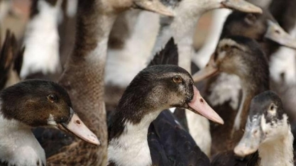 França prevê abater 600 mil aves para conter vírus