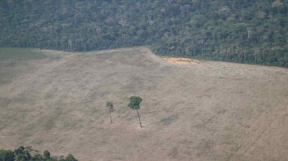 Desmatamento aumenta, mas multas ambientais no país caem 20%