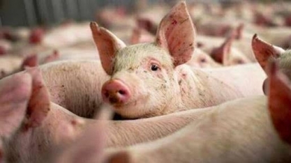Suínos: Setor pode ter mais um ano favorável, apesar do custo de produção