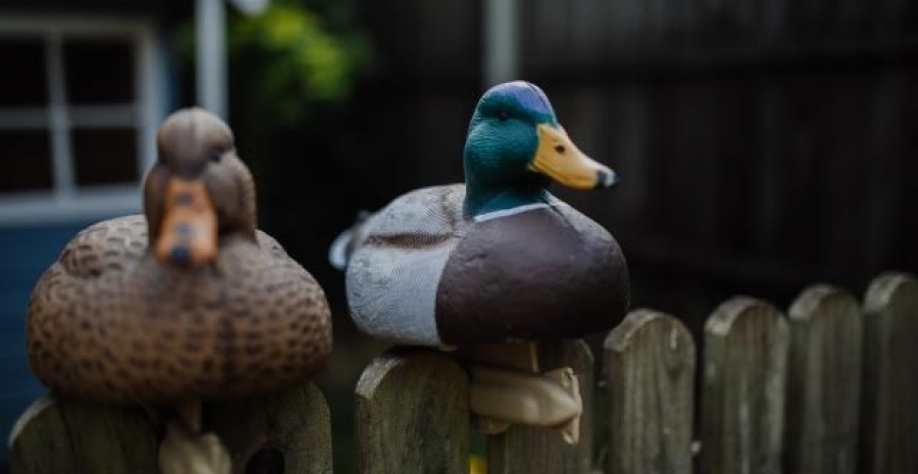 França abate mais patos em corrida contra o tempo para conter gripe aviária