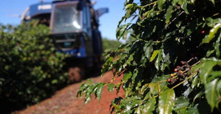 Conab vê queda de até 30,5% na safra de café do Brasil em 2021