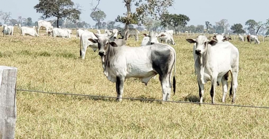  Boi:Demanda externa e oferta enxuta devem seguir sustentando preço em 2021