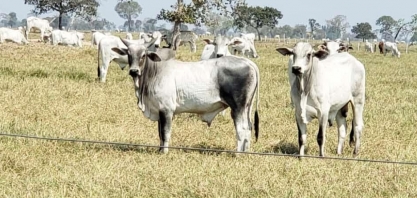  Boi:Demanda externa e oferta enxuta devem seguir sustentando preço em 2021