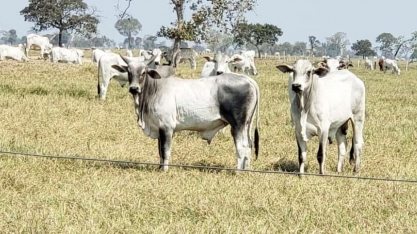  Boi:Demanda externa e oferta enxuta devem seguir sustentando preço em 2021
