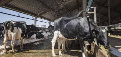 Leite sobe no campo, mas custo limita renda de produtor