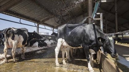 Leite sobe no campo, mas custo limita renda de produtor