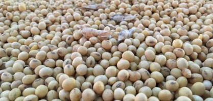 Boas chuvas e temperatura amena favorecem desenvolvimento da soja