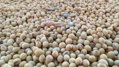 Boas chuvas e temperatura amena favorecem desenvolvimento da soja