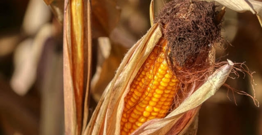Brasil pode ter recorde na safra de milho apesar de atraso no plantio