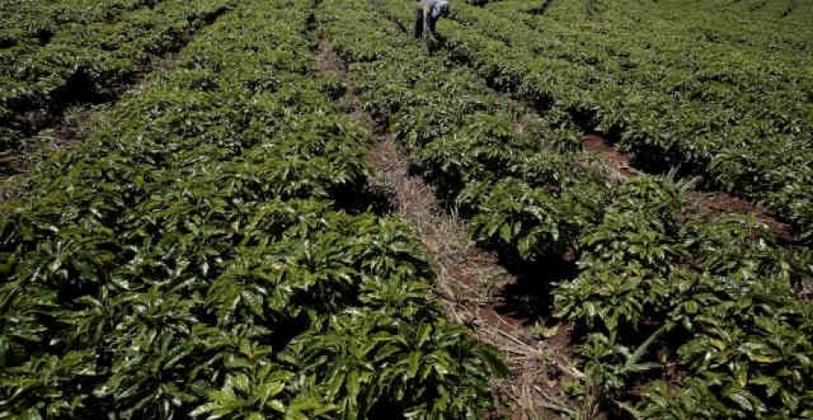 Café: Câmbio freia alta sequencial do café ancorado na quebra do Brasil