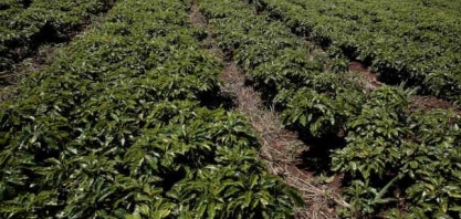 Café: Câmbio freia alta sequencial do café ancorado na quebra do Brasil