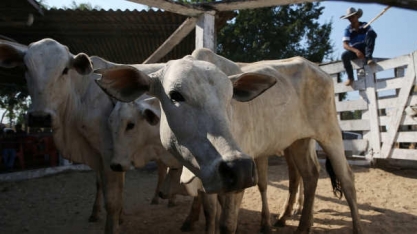 Abate de bovinos recua mais de 10% no 4º tri; aves e suínos têm alta        