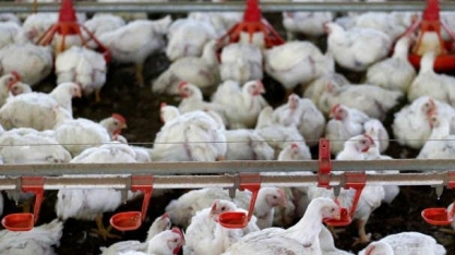 ABPA pede negociação com Indonésia à questão do frango halal
