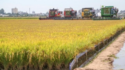 RS abre colheita do arroz; chuva beneficia lavouras de soja e milho