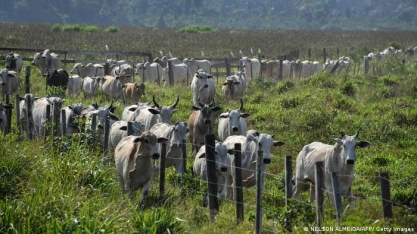 Banco francês deixará de financiar empresas ligadas ao desmatamento na Amazônia