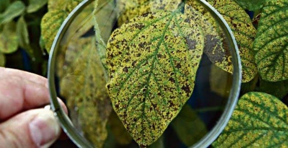 Soja: Consórcio Antiferrugem já registra 252 casos na safra 2020/21