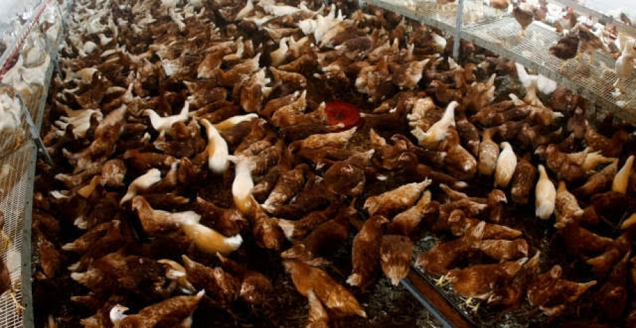 Rússia registra 1º caso de infecção humana com cepa H5N8 de gripe aviária