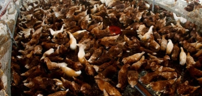 Rússia registra 1º caso de infecção humana com cepa H5N8 de gripe aviária