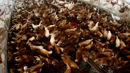 Rússia registra 1º caso de infecção humana com cepa H5N8 de gripe aviária