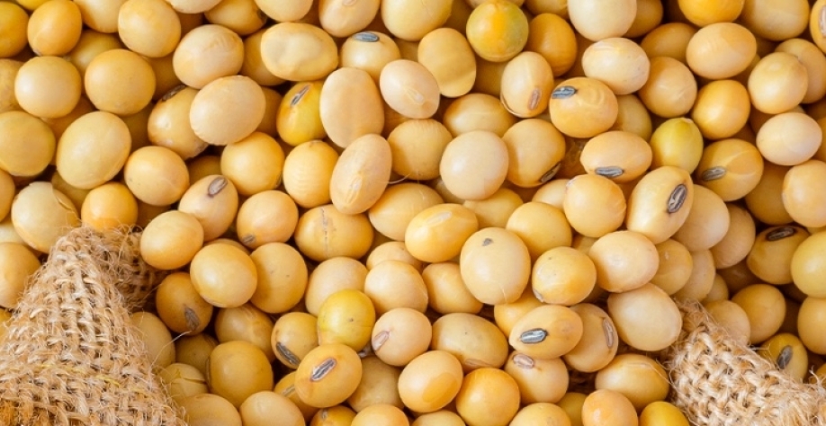 Exportação de soja, carro-chefe do agronegócio, cai 96% em janeiro 