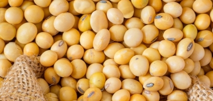 Exportação de soja, carro-chefe do agronegócio, cai 96% em janeiro 