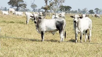 Não tem boi, vai paraguaio mesmo, pedem frigoríficos do MS