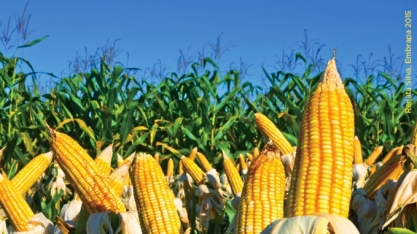 Milho: USDA reduz estimativa de produção no Brasil para 105 mi de t 