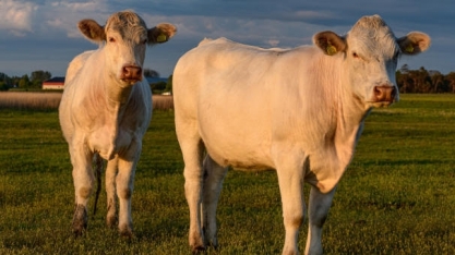 Oferta apertada eleva custo do gado no Brasil para nível recorde