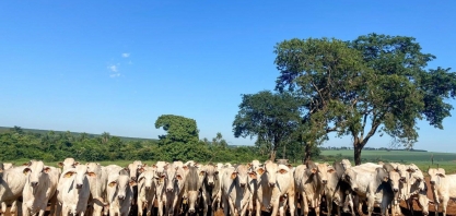 Práticas sustentáveis: Aumento da produção e menor impacto no meio ambiente