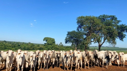 Práticas sustentáveis: Aumento da produção e menor impacto no meio ambiente
