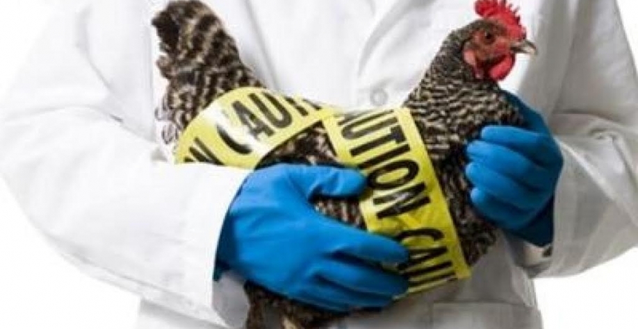 Gripe aviária/França:Perdas no setor com 418 focos e 2 mi de aves abatidas