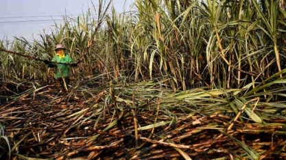 Safra de cana da Tailândia deve se recuperar em 2021/22, diz Czarnikow