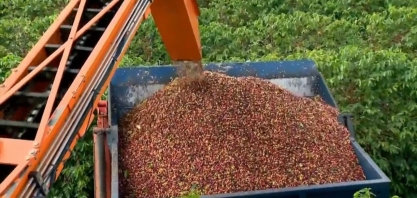 Safra de café 21/22 do Brasil deve atingir 53,9 mi sacas, diz Comexim 