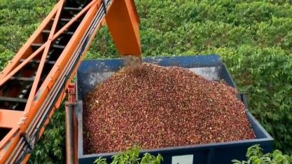 Safra de café 21/22 do Brasil deve atingir 53,9 mi sacas, diz Comexim 