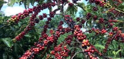 Café arábica fecha em queda na ICE após tocar máxima de mais de 1 ano     