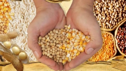 Produção de grãos deve chegar a 268,3 milhões de toneladas, diz Conab 