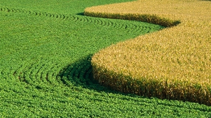 USDA vê oferta menor de milho e soja nos EUA com aumento de exportações