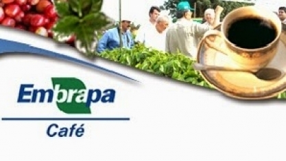 Cafeicultura brasileira tem menor área em produção das últimas duas décadas