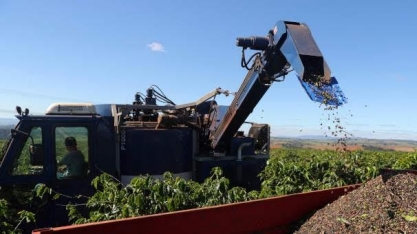 Café arábica tem maior nível em 1 ano; açúcar recua de máxima de 4 anos