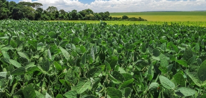 Crise e dólar esquentam preço da soja, que atinge valor recorde