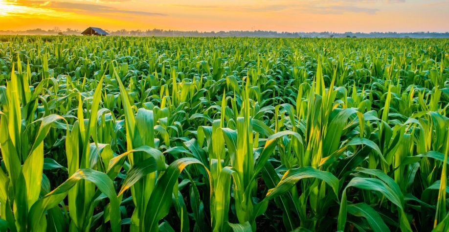 Mitos e fake news sobre o agronegócio brasileiro