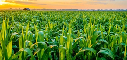 Mitos e fake news sobre o agronegócio brasileiro