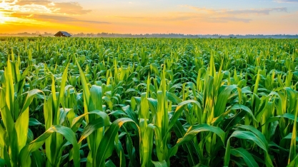 Mitos e fake news sobre o agronegócio brasileiro