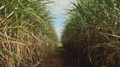 Pesquisa mostra sustentabilidade do cultivo de cana para bioenergia