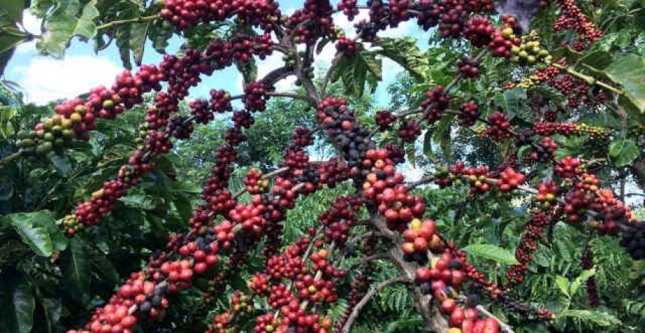 Café despenca na ICE