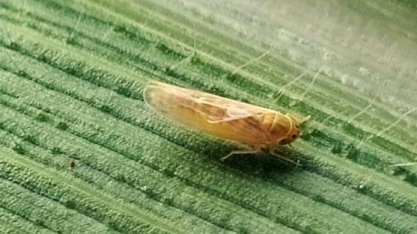 Abramilho alerta perdas no Sul por seca e praga da cigarrinha