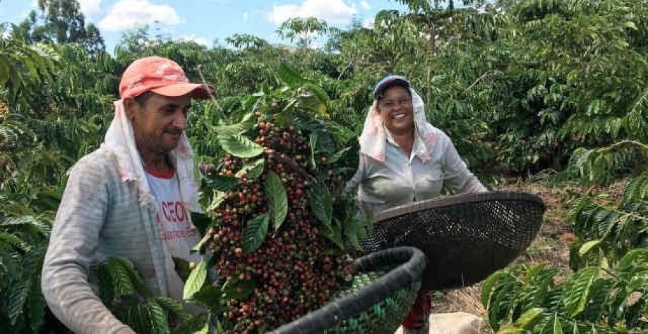 Exportações globais de café caem 3,4% em janeiro
