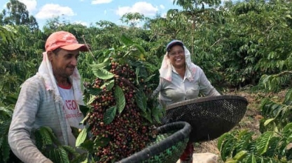 Exportações globais de café caem 3,4% em janeiro