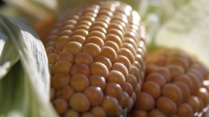 Safra de milho será de 103,5 mi de t em 2021, + 0,3% ante 2020